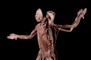 Extienden exposición “BODIES cuerpos humanos reales”