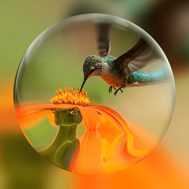 Imagen de presentación de Genie 4: un colibrí liba una flor naranja dentro de una burbuja transparente